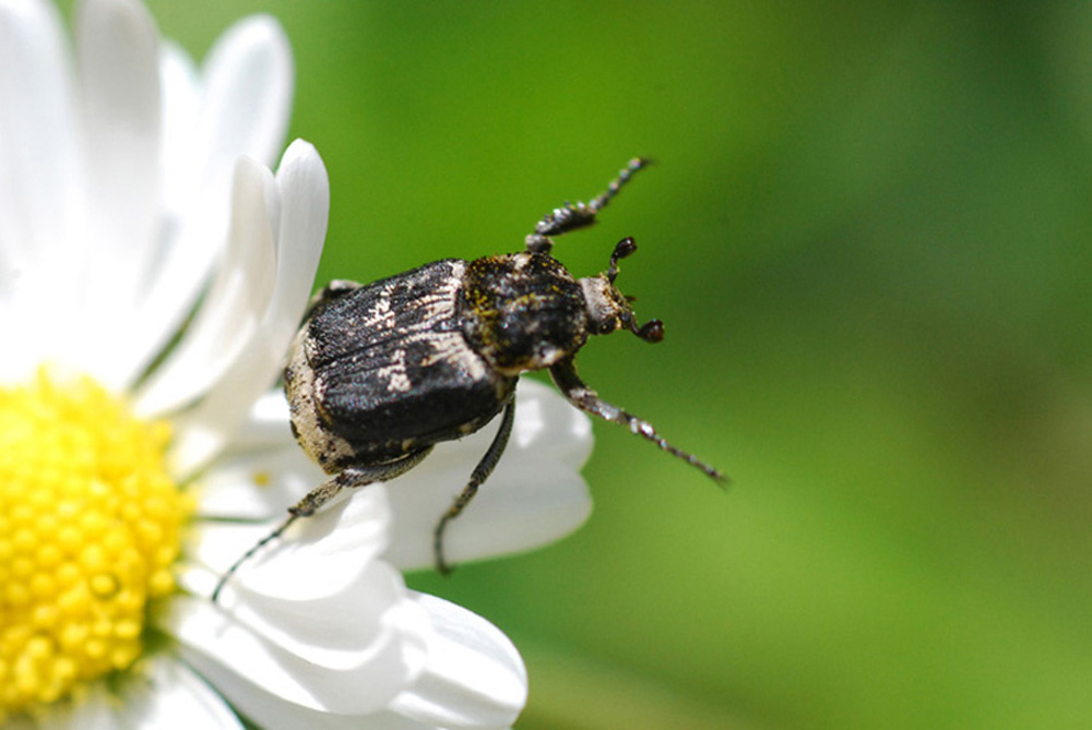 valgus hemipterus